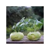 Yeşil Kohlrabi (Alabaş) Tohumu 20 Adet