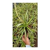 Yeşil Kurdele Çiçeği Chlorophytum Comosum İç Mekan Çiçeği 20-30Cm, SRD02102024NA75