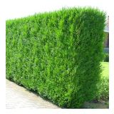 YEŞİL MAZI FİDANI 5 ADET - ÇİT BİTKİSİ ( Thuja Orientalis )