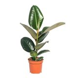 Yeşil Parlak Yapraklı Kauçuk Çiçeği 1 Adet Saksılı 20-45Cm (Ficus Elastica), GDB15112024NA24