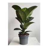 Yeşil Parlak Yapraklı Kauçuk Çiçeği 1 Adet Saksılı 20-45Cm (Ficus Elastica), SRD1322025BYB01