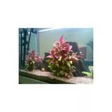 Yesil, Pembe Tonlarinda Akvaryum Canli Dekor Bitkisi (Alternanthera Lilacina)
