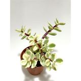 Yeşil Portulaca Afra Variegata Sukulent Bitkisi