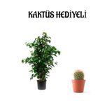 Yeşil Renk Benjamin Bitkisi Sevgililer Gününe Özel Kaktüs Hediyeli