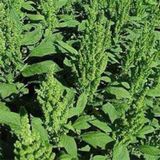 Yeşil Renkli Amaranthus(Horoz İbiği) Çiçeği Tohumu(50 tohum)