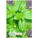 Yesil Reyhan Feslegen (Genis Yaprak) Cicegi Tohumu