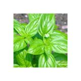 Yesil Reyhan/Feslegen Tohumu 100 Adet