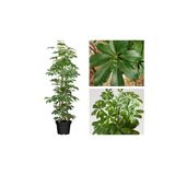 Yeşil Şeflera Tek Dallı Salon Bitkisi Schefflera 70-80 Cm İç Mekan Bitkisi, SRD30012025BYB390