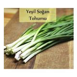 Yeşil Soğan Tohumu 1 Paket (10Gr=2000+ Adet) Taze Soğan Tohumu