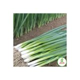 Yesil Sogan Tohumu 200+ Adet Tatli Dogal Saksi Ev Ve Bahce Icin Ideal
