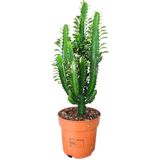 Yeşil Süt Ağacı Kaktüs - Euphorbia Trigona