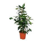 Yeşil Yapraklı Canlı Ev ofis Salon Bitkisi 30-60cm Ficus Benjamina