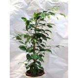 Yeşil Yapraklı Canlı Ev Ofis Salon Bitkisi 40-60cm Ficus Benjamina