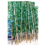 YEŞİLADA Yapay Bambu Ağacı Çubukları 2 Metre Boyundadır 10 Adet Orjinal Gövdeli Bambu Çubuklar