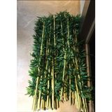 Yeşilada Yapay Bambu Bamboo Çubuk Ağaç 10 Adet 1.5 mt Boy Bambu Gövde