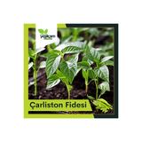 Yeşilçam Fidancılık Çarliston Biber Fidesi (6'lı)