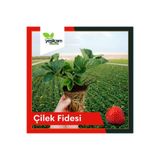 Yeşilçam Fidancılık Çilek Fidesi Yediveren (6'lı)