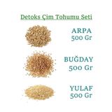 yeşilsera Kedi Çimi Bugday Arpa Yulaf Tohumu 500 gr Toplam 1500gr