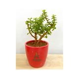 Yeşim Çiçeği 1 Adet Sukulent Dekoratif Bitki 10-15cm Crassula
