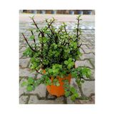 Yeşim Çiçeği Fidanı 10-20 Cm