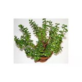 Yeşim Çiçeği Para Çiçeği Fidesi Fidanı 10-20 Cm Crassula Ovata Minor