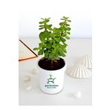 Yeşim Para Çiçeği 1 Adet Dekoratif Canlı Bitki 10-15cm Crassula