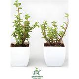 Yeşim Para Çiçeği 2 Adet Dekoratif Canlı Bitki 10-15 cm (Crassula)