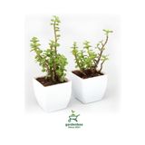 Yeşim Para Çiçeği 2 Adet Dekoratif Canlı Bitki 10-15Cm (Crassula), GDB292624NA30