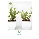Yeşim Para Çiçeği 2 Adet Dekoratif Canlı Bitki 10-15Cm (Crassula), GDB292624NA37
