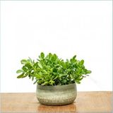 Yetişkin Para Ağacı Bereket Iyi Şans Ve Para Çiçeği Crassula Ovata Özel Beton Saksıda