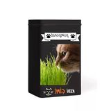 Yıl Boyu Yeşil Kedi Çimi - Pomponet