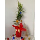 Yılbaşı Ağacı Limon Çamı Yılbaşına Özel Hediye Paketli 40-60CM(PORTAKAL+KOZALAK)