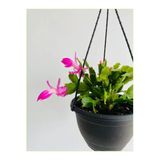 Yılbaşı Çiçeği Askılı Saksıda Schlumbergera 01adana