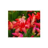 Yılbaşı Çiçeği Fidesi Schlumbergera Mini Sukulent Saksısında Karışık Renkler.