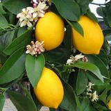 Yıldırım Store Sepetim 2 Yaş Aşılı 7 Veren(Yediveren) Mayer Limon Fidanı