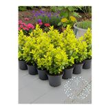 YILDIZ BOTANİK 10 Adet Altuni Gold Taflan Çit Bitkisi Sarı Taflan Fidanı 25-30 Cm 1 Saksıda 3 Kök Üretim