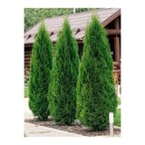 YILDIZ BOTANİK 10 Adet Smargat Mazı Fidanı Thuja Occidentalis Smaragd Çam Ağacı 30-40 CM