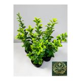 YILDIZ BOTANİK 4 Adet Altuni Gold Taflan Çit Bitkisi Sarı Taflan Fidanı 25-30 Cm 1 Saksıda 3 Kök Üretim