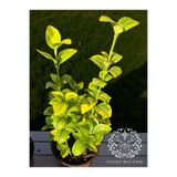 YILDIZ BOTANİK Altuni Gold Taflan Çit Bitkisi Sarı Taflan Fidanı 25-30 Cm 1 Saksıda 3 Kök Üretim