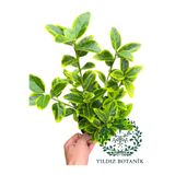 YILDIZ BOTANİK Altuni Gold Taflan Çit Bitkisi Sarı Taflan Fidanı 35-40 Cm 1 Saksıda 3 Kök Üretim