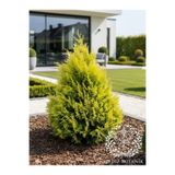YILDIZ BOTANİK Altuni Piramit Yarı Bodur Plicata Mazı Fidanı ' Thuja Plicata Goldy' 25-30 CM