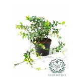 YILDIZ BOTANİK Arap Yasemini Sarmaşığı Kokulu Rhyncospermum Jasminoides 120-140 CM