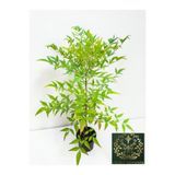 YILDIZ BOTANİK Boncuklu Cennet Bambusu Nandina Domestica Heavenly Bamboo 60-70 CM