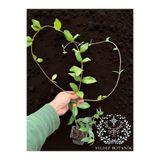 YILDIZ BOTANİK Kokulu Arap Yasemini Sarmaşığı Fidanı Rhyncospermum Jasminoides 40-50 CM