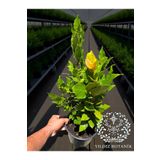 YILDIZ BOTANİK Kokulu Defne Fidanı Aromatik Defne Ağacı Bitkisi Laurus Nobilis 45-60 Cm