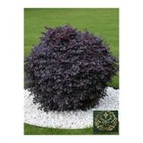 YILDIZ BOTANİK Loropetalum Chinense Rüya Çiçeği Fidanı 40-60 CM