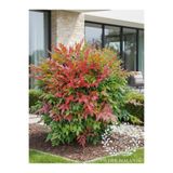 YILDIZ BOTANİK Nandina Seika Renk Değiştiren Cennet Bambusu Nandina Obsession Seika 25-30 CM