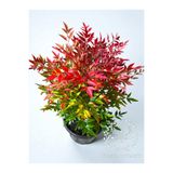 YILDIZ BOTANİK Nandina Seika Renk Değiştiren Cennet Bambusu Nandina Obsession Seika 35-40 CM
