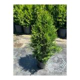 YILDIZ BOTANİK Smaragd Mazı Fidanı Çit Bitkisi Thuja Occidentalis Çam Ağacı 60-80 CM