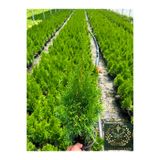 YILDIZ BOTANİK Smargat Mazı Fidanı Çit Bitkisi 'Thuja Smaragd' 25-30 CM